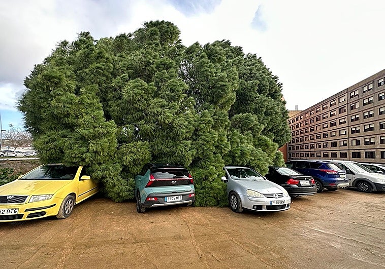 El viento hace caer un pino sobre tres coches en el aparcamiento del hospital de Mérida y otro árbol en la calle Espronceda